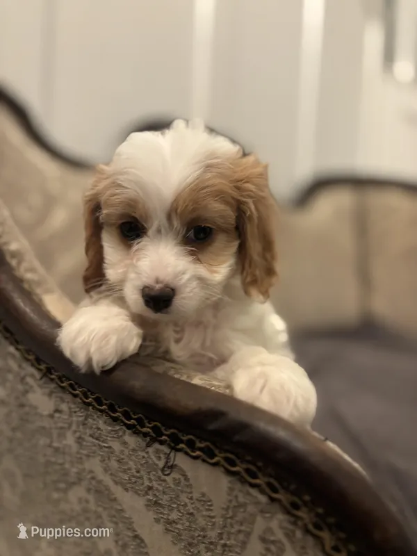 Victoria (delivery available to Chicago) – Cavapoo, Miniature Goldendoodle puppy for sale in Chicago, IL