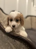 Victoria (free delivery  to Chicago), a female Cavapoo and Miniature Goldendoodle for sale in Chicago, IL – Photo 3 of 7