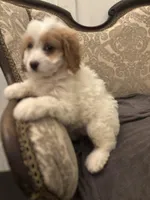 Victoria (free delivery  to Chicago), a female Cavapoo and Miniature Goldendoodle for sale in Chicago, IL – Photo 5 of 7