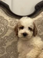 Milly(free delivery to Chicago area, a female Miniature Goldendoodle for sale in Lansing, IL – 8 of 8