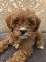 Amanda(free delivery to Chicago area, a female Cavapoo for sale in Chicago, IL – 2 of 10