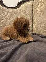 Amanda(free delivery to Chicago area, a female Cavapoo for sale in Chicago, IL – 9 of 10