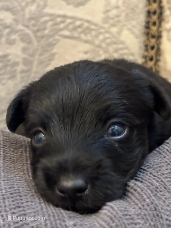 Dunken – Yorkipoo, Yorkshire Terrier puppy for sale in Chicago, IL
