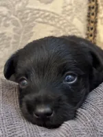 Dunken, a male Yorkipoo and Yorkshire Terrier for sale in Chicago, IL – 1 of 7