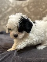 Nemo (free delivery to Chicago , a male Coton de Tulear and Cavalier King Charles Spaniel for sale in Chicago, IL – 7 of 10