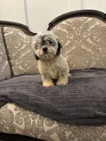 Emily (free delivery to Chicago area, a female Cavalier King Charles Spaniel for sale in Chicago, IL – 4 of 9