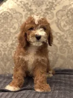 Norman(free delivery to Chicago area, a male Miniature Goldendoodle for sale in Chicago, IL – 7 of 9