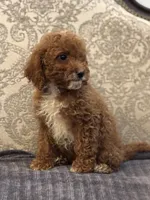 Princess Diana(free delivery to Chicago area, a female Poodle - Miniature  and Miniature Goldendoodle for sale in Chicago, IL – 8 of 10