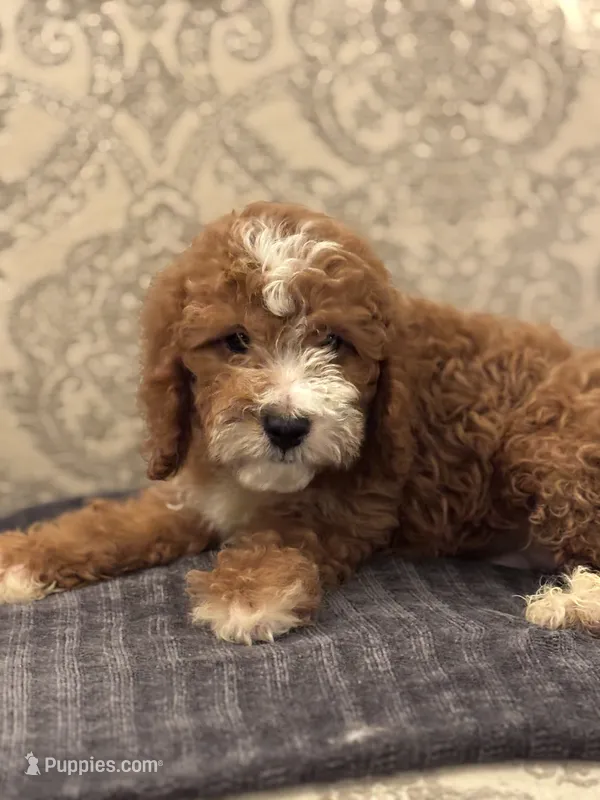 Norman(free delivery to Chicago area – Miniature Goldendoodle puppy for sale in Lansing, IL