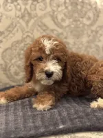 Norman(free delivery to Chicago area, a male Miniature Goldendoodle for sale in Chicago, IL – 8 of 9