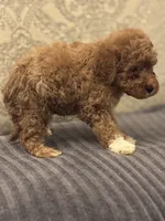 Cami(free delivery to Chicago area, a female Miniature Goldendoodle for sale in Chicago, IL – 6 of 8