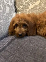 April , a female Miniature Goldendoodle for sale in Chicago, IL – 4 of 4