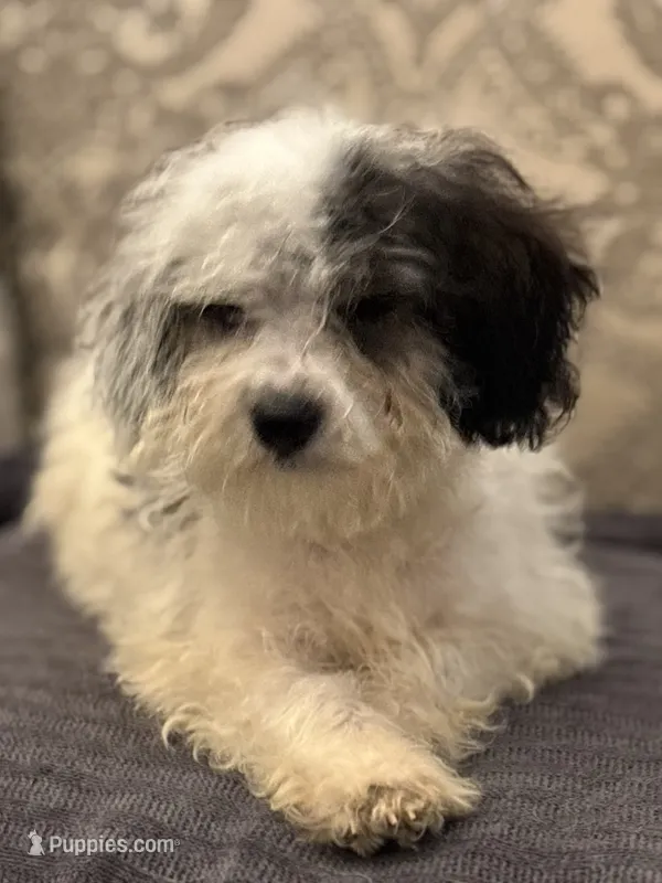 Nemo  – Coton de Tulear, Cavalier King Charles Spaniel puppy for sale in Chicago, IL