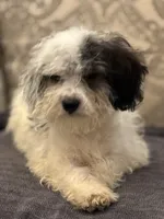 Nemo , a male Cavalier King Charles Spaniel and Poodle - Toy  for sale in Chicago, IL – 2 of 9