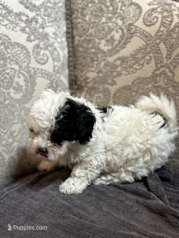Nemo (free delivery to Chicago  – Cavalier King Charles Spaniel puppy for sale in Chicago, IL