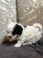 Nemo (free delivery to Chicago , a male Coton de Tulear and Cavalier King Charles Spaniel for sale in Chicago, IL – 5 of 10