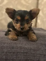 Cami (free delivery to Chicago , a female Yorkshire Terrier for sale in Chicago, IL – 5 of 10