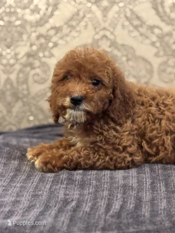 Princess Diana(free delivery to Chicago area – Poodle - Miniature , Miniature Goldendoodle puppy for sale in Chicago, IL