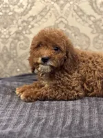 Princess Diana(free delivery to Chicago area, a female Poodle - Miniature  and Miniature Goldendoodle for sale in Chicago, IL – 1 of 10