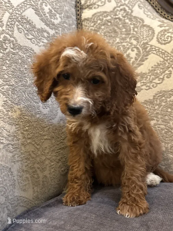 Sara (free delivery to Chicago  – Miniature Goldendoodle puppy for sale in Chicago, IL