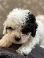 Nemo (free delivery to Chicago , a male Coton de Tulear and Cavalier King Charles Spaniel for sale in Chicago, IL – 2 of 10