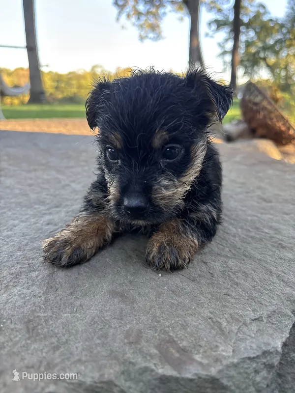 Nemo – Yorkipoo, Yorkshire Terrier puppy for sale in Chicago, IL