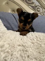 Chanel (free delivery to Chicago area, a female Yorkshire Terrier for sale in Chicago, IL – 2 of 4