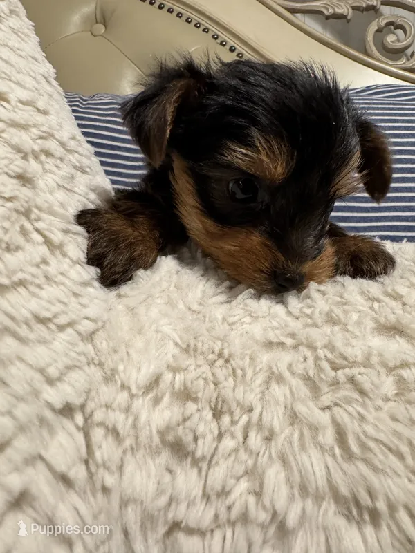 Armani (free delivery to Chicago area – Yorkshire Terrier puppy for sale in Chicago, IL