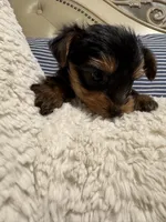Armani (free delivery to Chicago area, a male Yorkshire Terrier for sale in Chicago, IL – 4 of 4