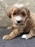 Joey, a male Cavapoo and Cavalier King Charles Spaniel for sale in Chicago, IL – 6 of 7