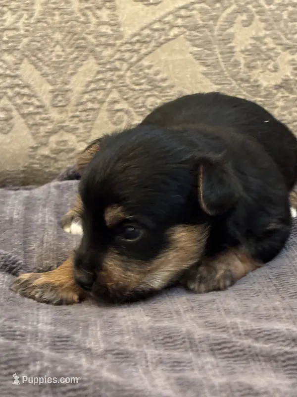 Nemo – Yorkipoo, Yorkshire Terrier puppy for sale in Chicago, IL