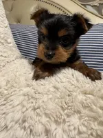 Armani (free delivery to Chicago area, a male Yorkshire Terrier for sale in Chicago, IL – 2 of 4