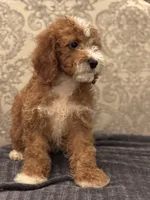 Norman(free delivery to Chicago area, a male Miniature Goldendoodle for sale in Chicago, IL – 9 of 9