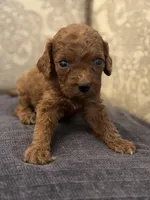 Coco (free delivery to Chicago , a female Miniature Goldendoodle for sale in Chicago, IL – Photo 1 of 6