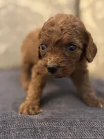 Coco (free delivery to Chicago , a female Miniature Goldendoodle for sale in Chicago, IL – Photo 3 of 6