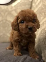 Coco (free delivery to Chicago , a female Miniature Goldendoodle for sale in Chicago, IL – 8 of 8