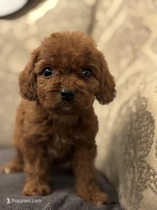 Coco (free delivery to Chicago  – Miniature Goldendoodle puppy for sale in Chicago, IL