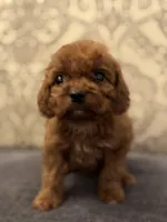 Coco (free delivery to Chicago , a female Miniature Goldendoodle for sale in Chicago, IL – 5 of 8