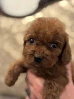 Coco (free delivery to Chicago , a female Miniature Goldendoodle for sale in Chicago, IL – 4 of 8