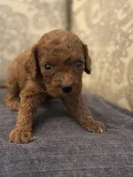 Coco (free delivery to Chicago , a female Miniature Goldendoodle for sale in Chicago, IL – Photo 2 of 6