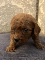 Coco (free delivery to Chicago , a female Miniature Goldendoodle for sale in Chicago, IL – Photo 5 of 6