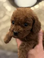 Coco (free delivery to Chicago , a female Miniature Goldendoodle for sale in Chicago, IL – 6 of 8