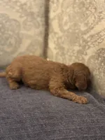 Coco (free delivery to Chicago , a female Miniature Goldendoodle for sale in Chicago, IL – Photo 4 of 6