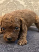 Coco (free delivery to Chicago , a female Miniature Goldendoodle for sale in Chicago, IL – Photo 6 of 6