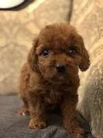 Coco (free delivery to Chicago , a female Miniature Goldendoodle for sale in Chicago, IL – 7 of 8