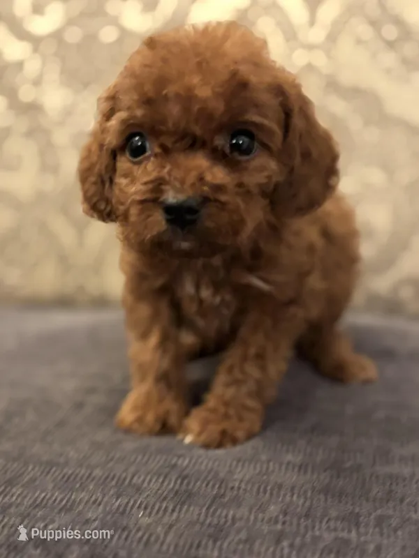 Coco (free delivery to Chicago  – Miniature Goldendoodle puppy for sale in Chicago, IL