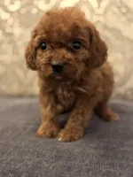 Coco (free delivery to Chicago , a female Miniature Goldendoodle for sale in Chicago, IL – 3 of 8