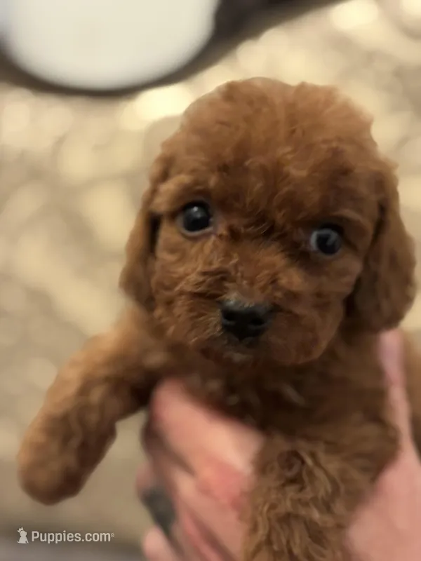 Coco (free delivery to Chicago  – Miniature Goldendoodle puppy for sale in Chicago, IL