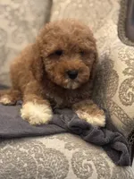 Cami(free delivery to Chicago area, a female Poodle - Miniature  and Miniature Goldendoodle for sale in Chicago, IL – 7 of 9