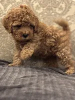 April(free delivery to Chicago area , a female Cavapoo for sale in Chicago, IL – 6 of 8